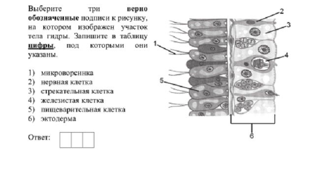 Kraken новая ссылка